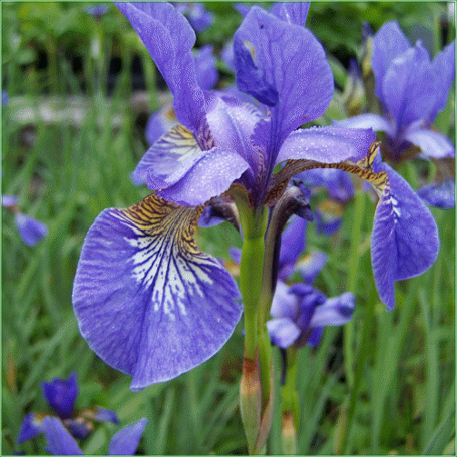 Iris Sibirica Blue - Deveron Water Lilies